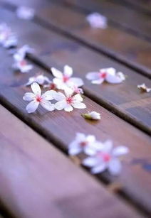 诗话故事 挑战偶像纳兰性德的文化交流盛宴